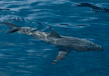 Nos engagements ESG pour un modèle plus responsable Grand Requin